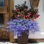 Haus Jehle Guest house Lech am Arlberg